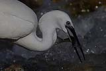 Kk ak balkl / Egretta garzetta / Little egret